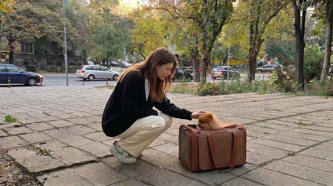 small dog resting in an open carrier on a city sidewalk