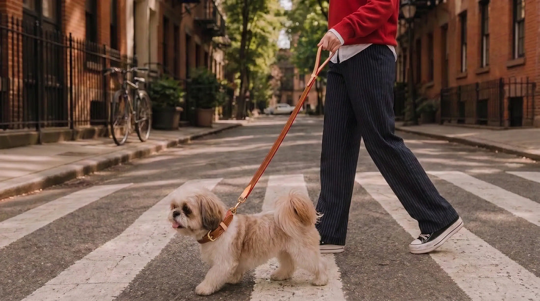 a dog walking with leather dog collar and leash
