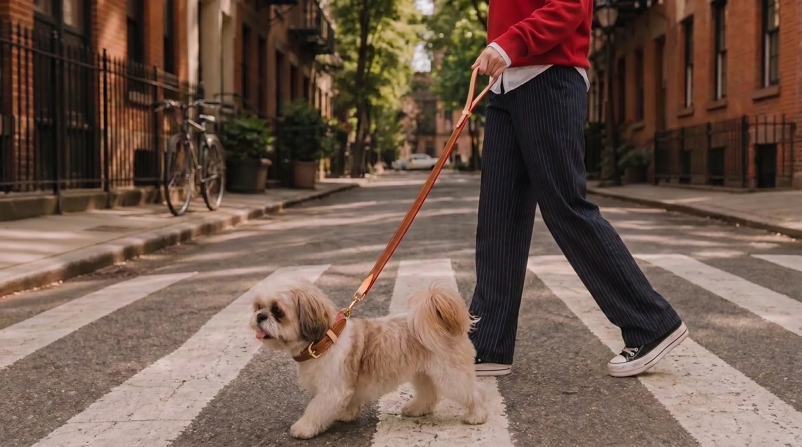 a dog walking with leather dog collar and leash