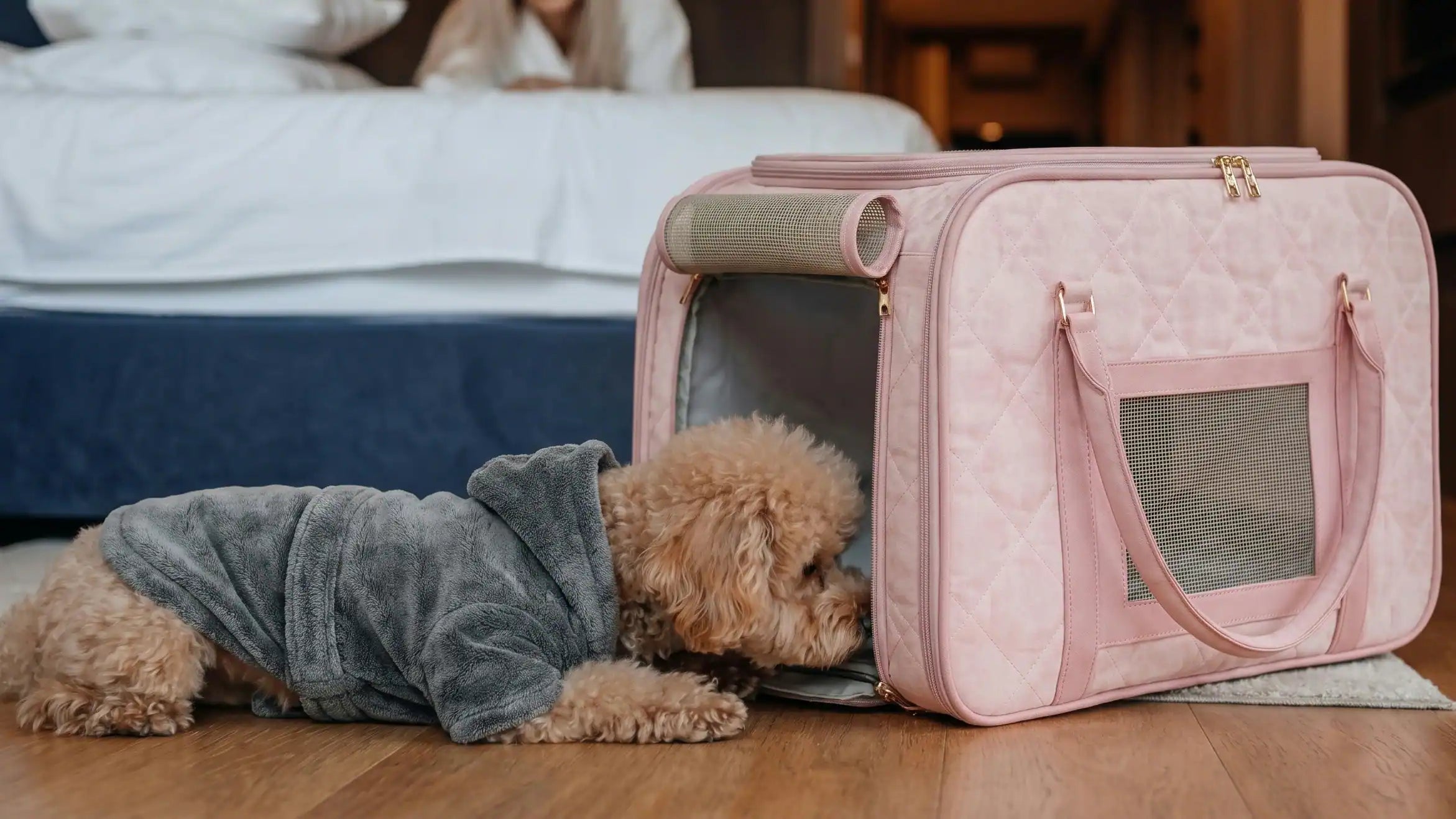 small dog resting near an open travel carrier in a quiet hotel room