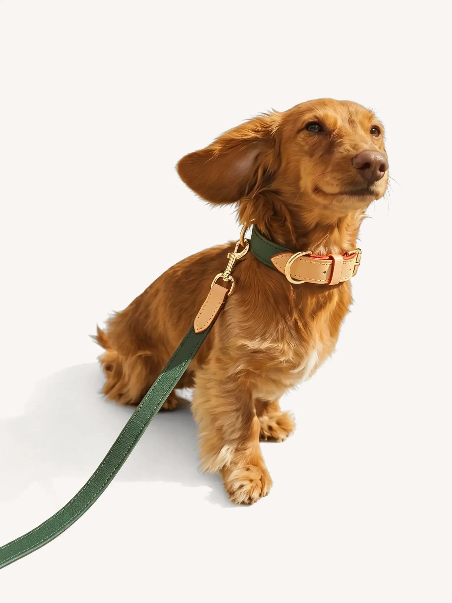 A dog wearing a leather collar and a leash