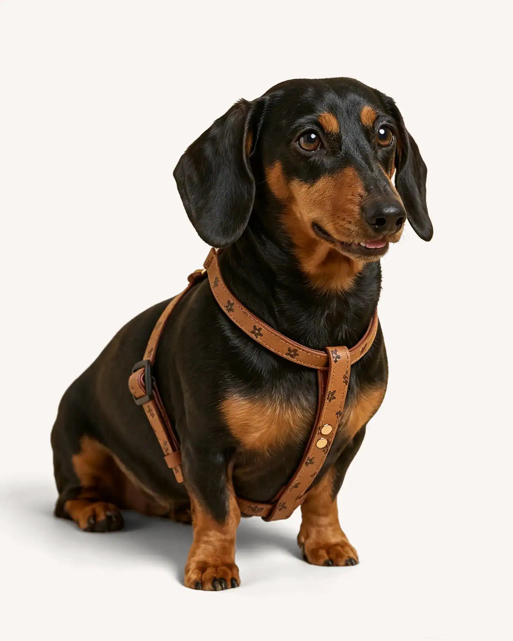 Harness