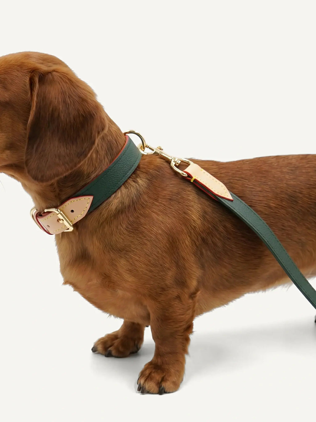 A dog wearing a leather collar and a leash