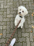 Beagle stands on its hind legs. There is a collar around its neck, which is being pulled by a leash.