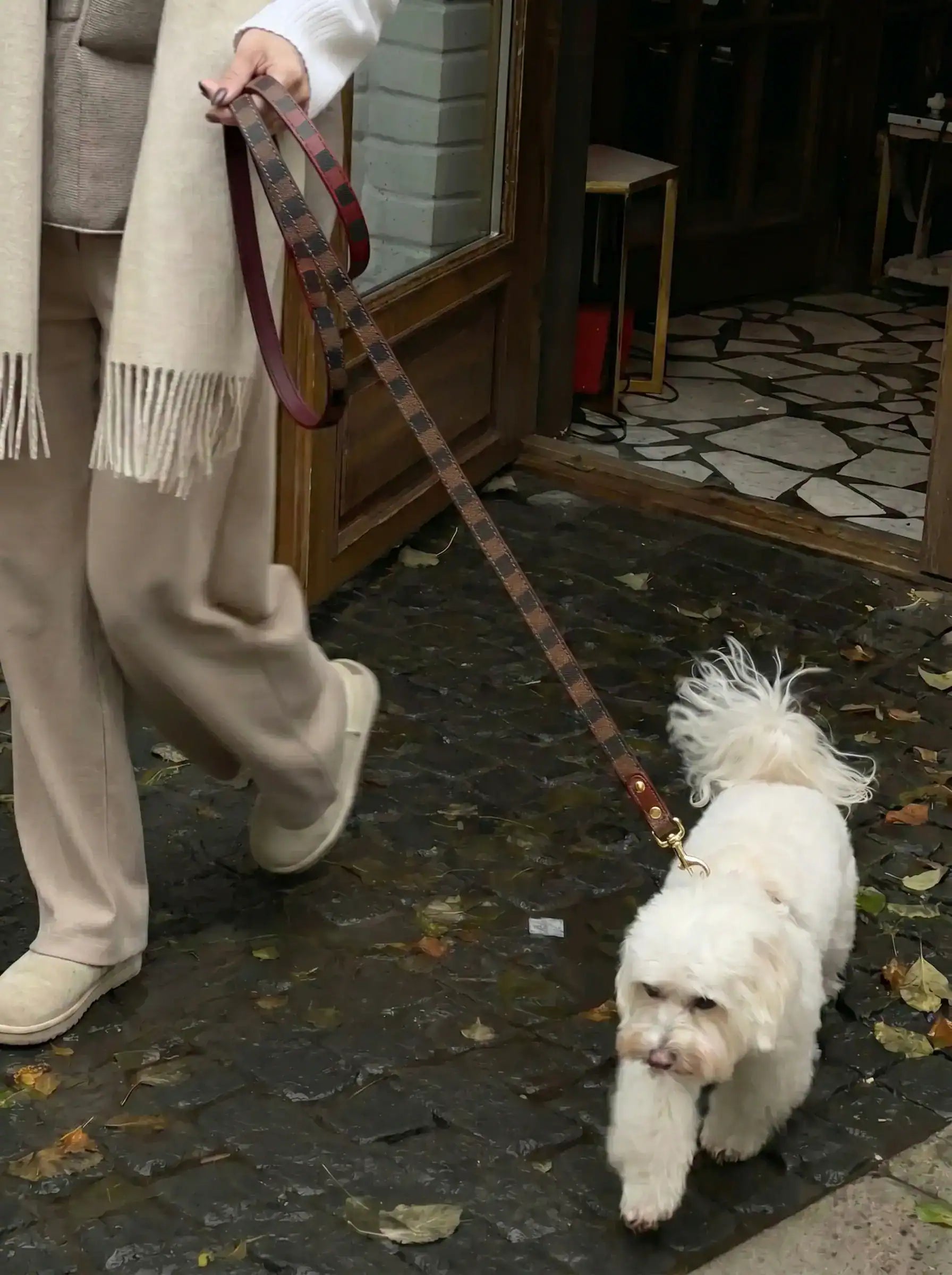 The dog was led forward by its owner with a leash.
