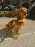 A dog was walking on the street with a leather collar and a leash attached