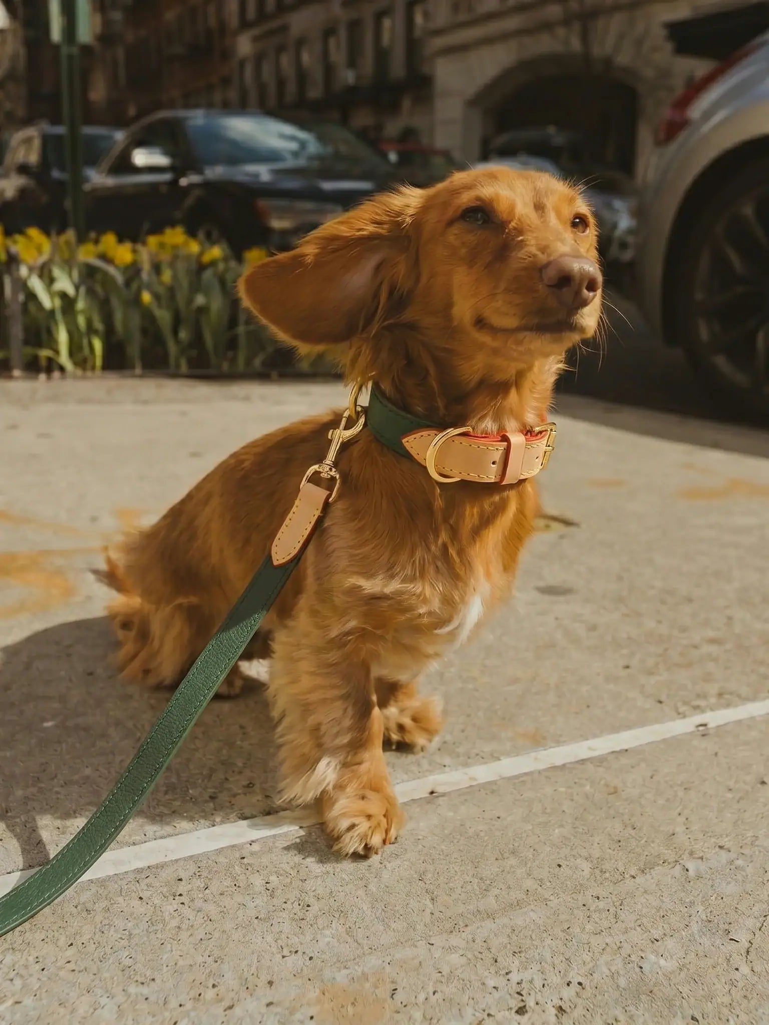 A dog was walking on the street with a leather collar and a leash attached
