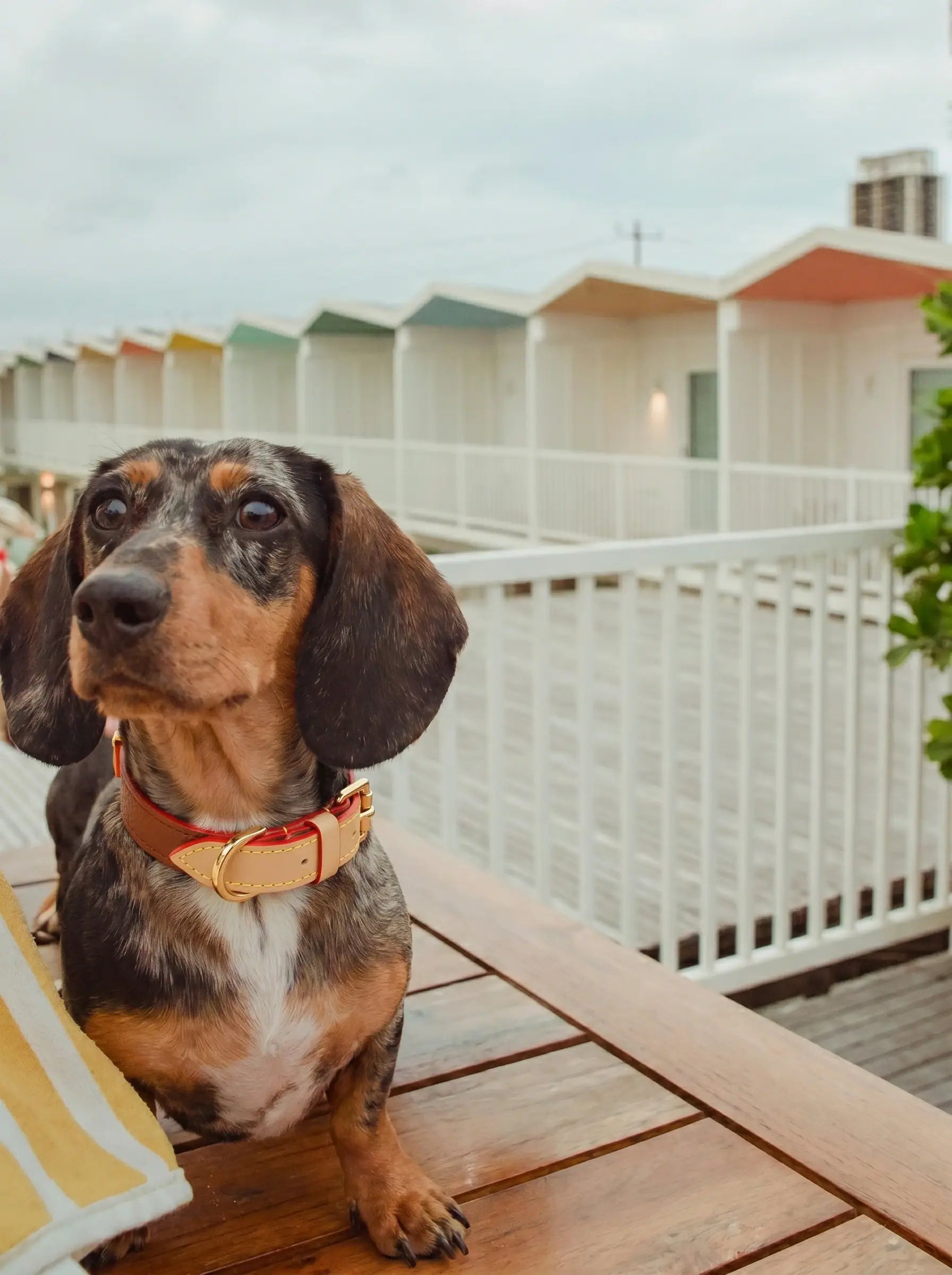 A dachshund with a brown leather collar