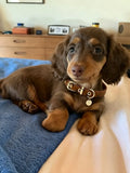 A cute dachshund is lying on the bed with a collar around its neck.