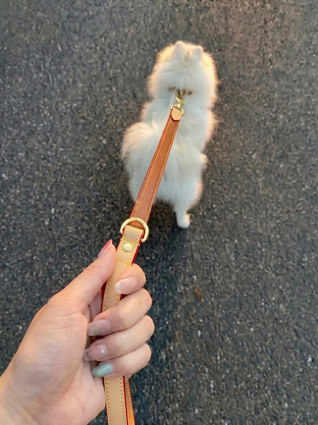 The model is holding a leash and pulling the Pomeranian dog.