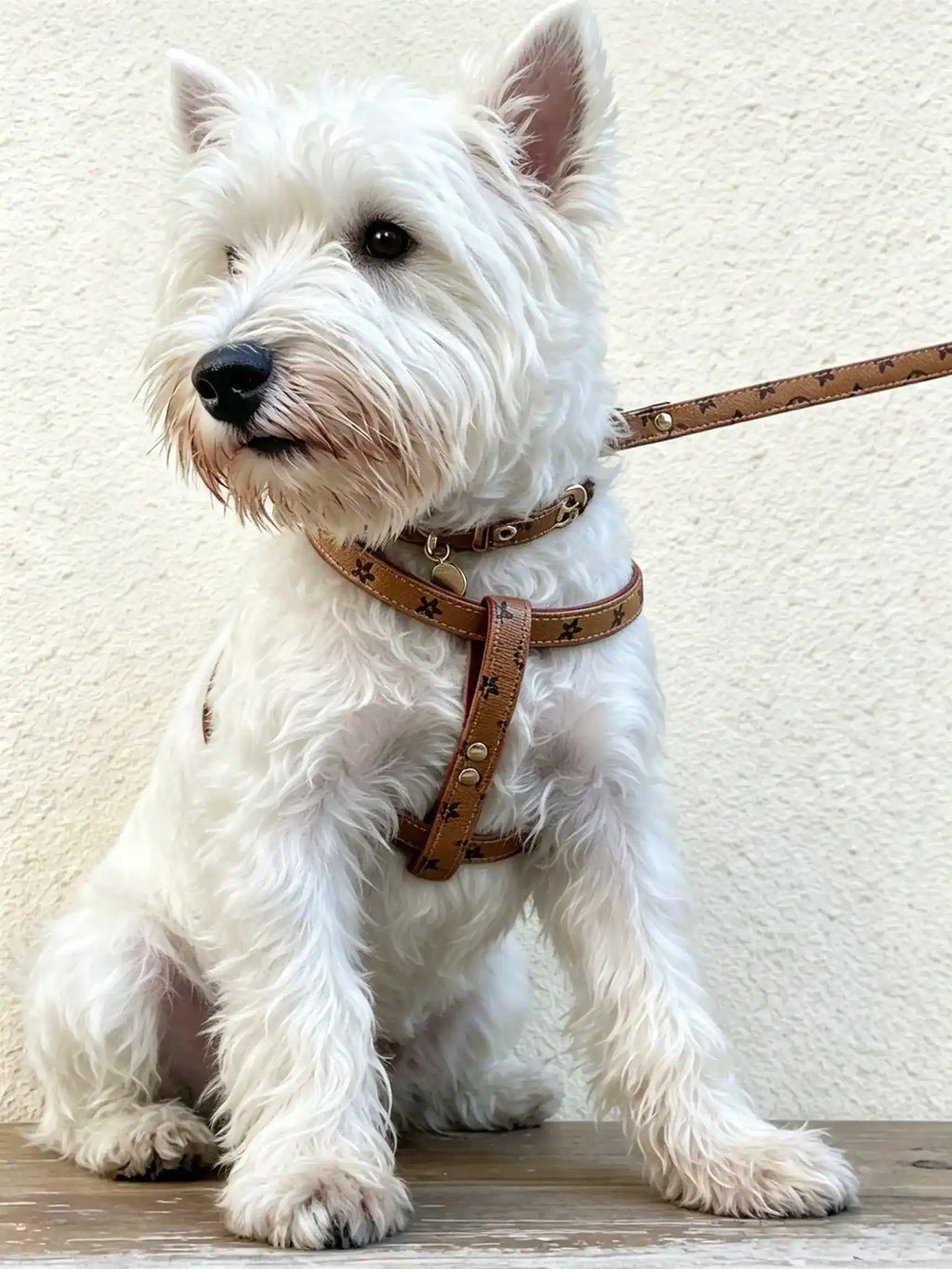 A West Highland Terrier is wearing the same series of collar, harness and leash.