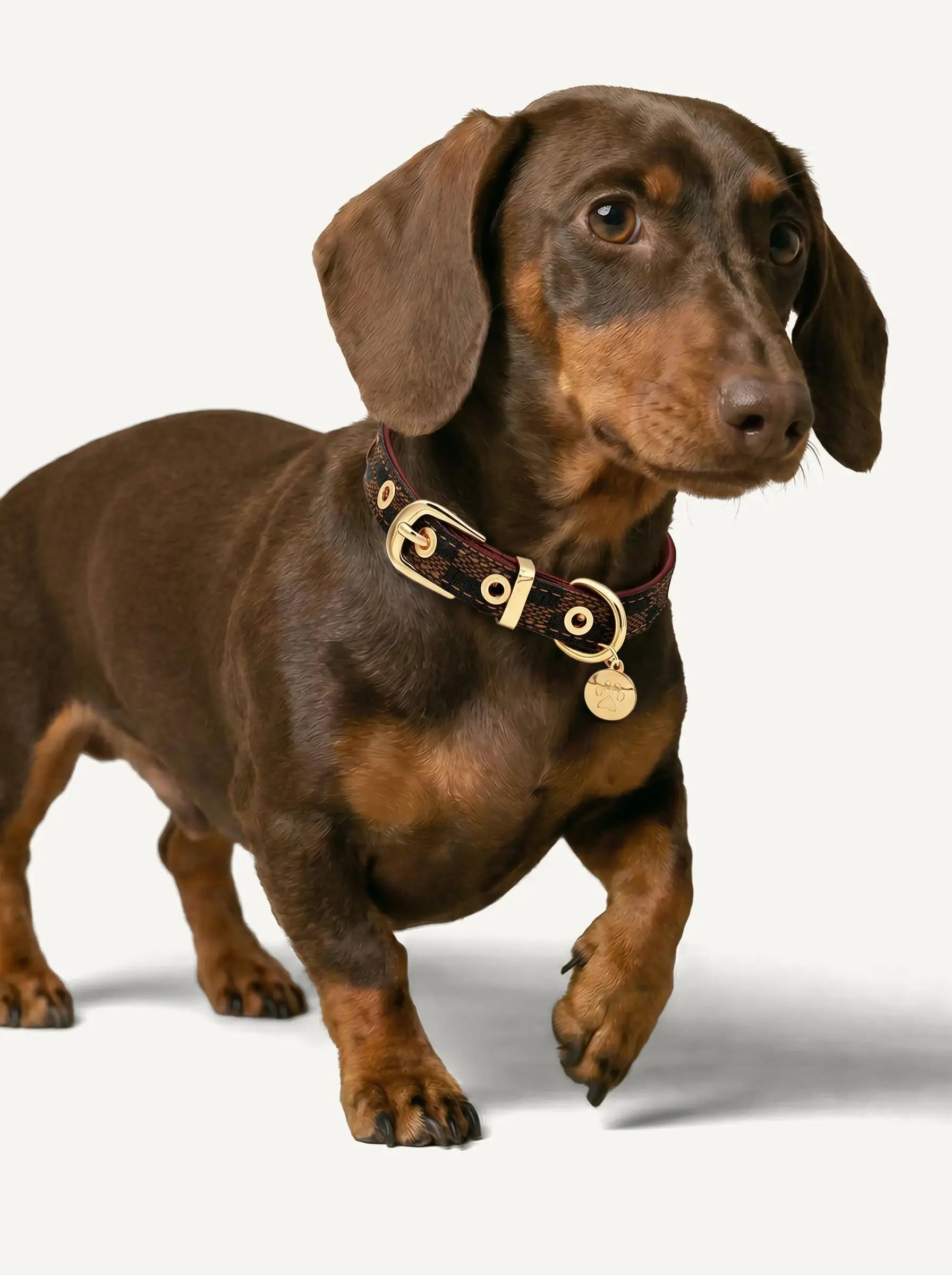 A dachshund is walking with a collar on.
