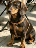A dachshund, wearing a brown chest and back with patterns, is sitting on the ground.