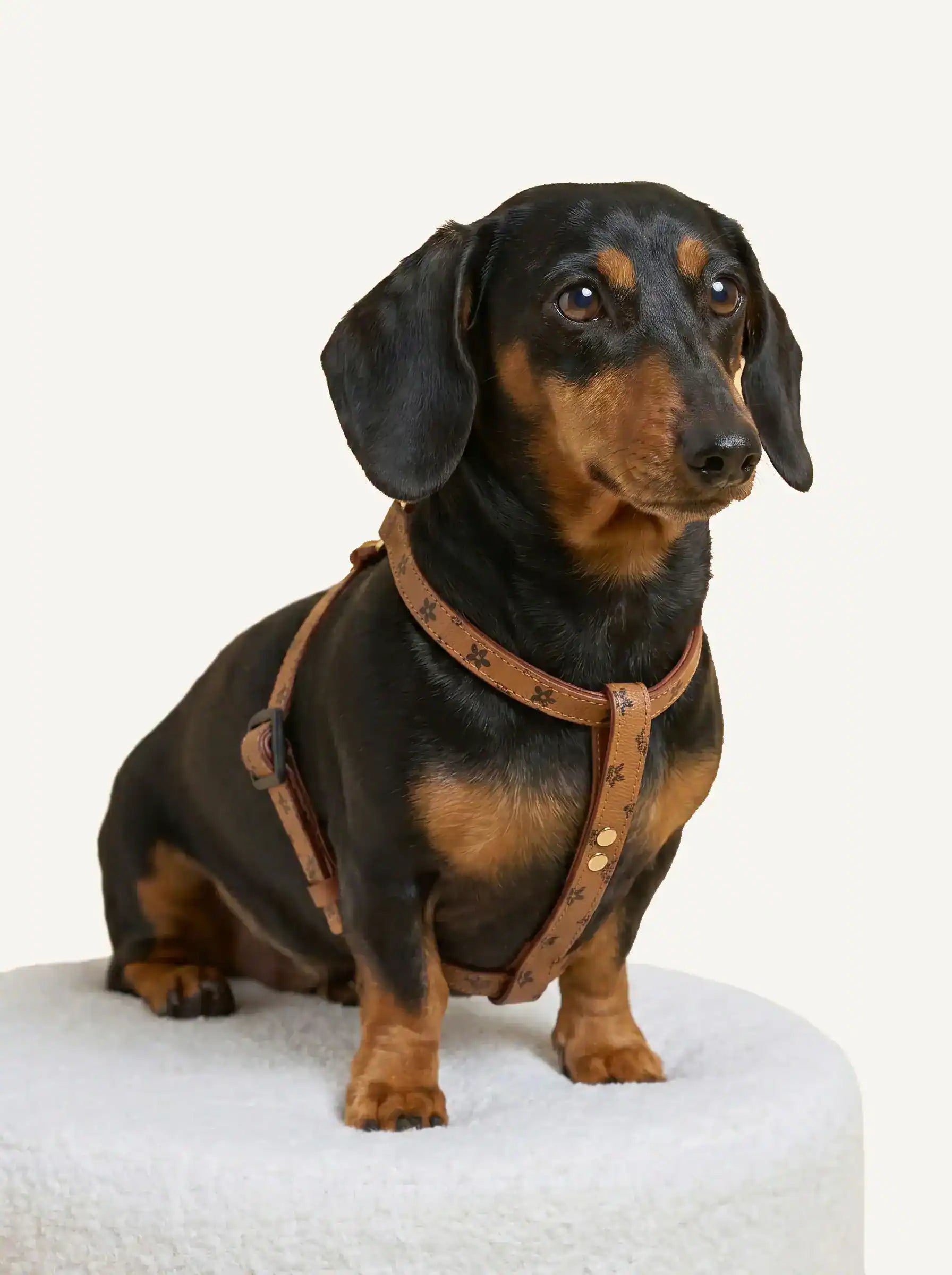A dachshund is wearing a brown chest and back with patterns on it.