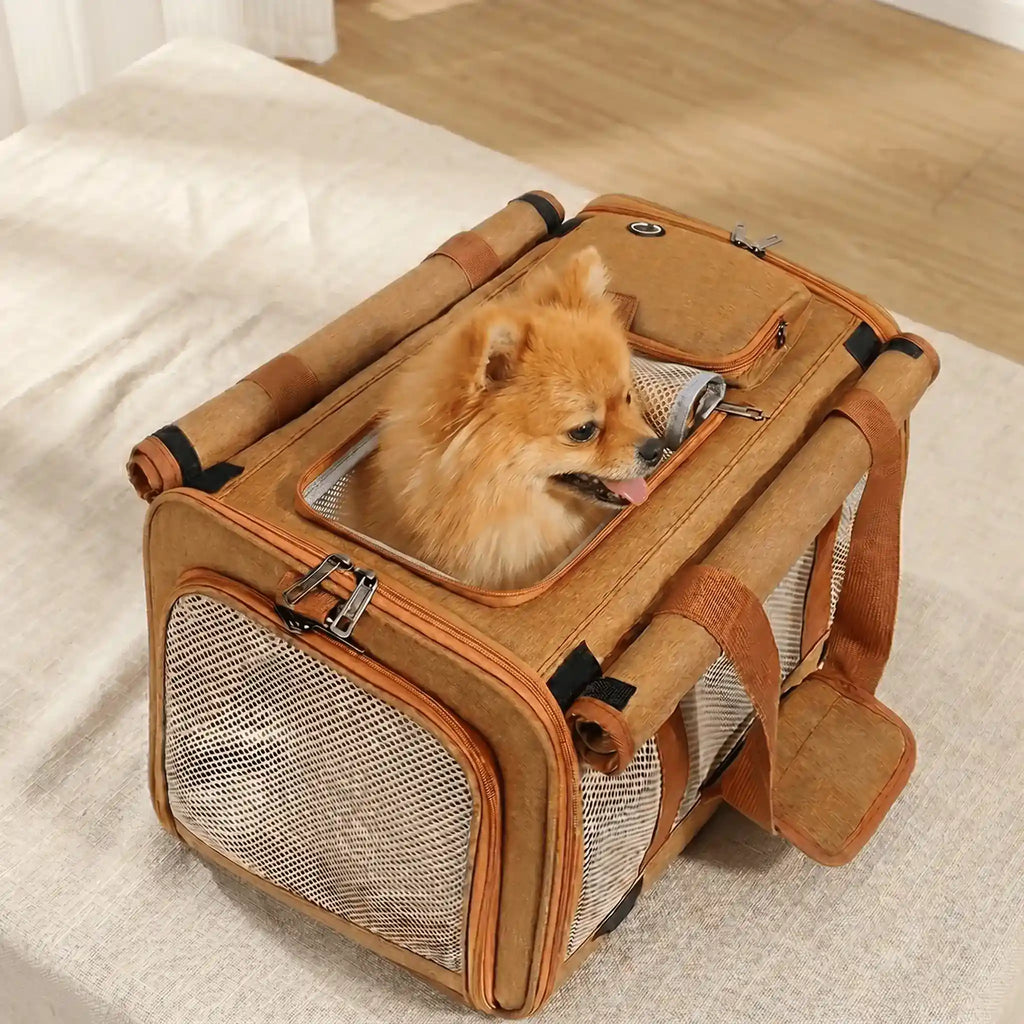 An orange pet carrier is placed on the table, with a Pomeranian inside